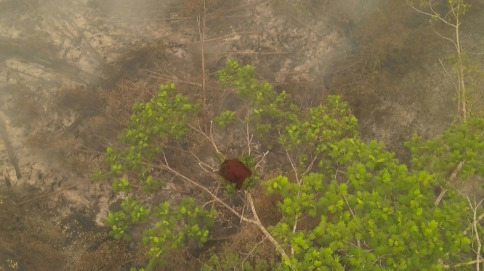  Feux de for&ecirc;t en Indon&eacute;sie: Novita, un orang-outan sauv&eacute; des flammes 