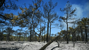 Incendies: un homme en garde &agrave; vue pour neuf d&eacute;parts de feu dans l'H&eacute;rault 