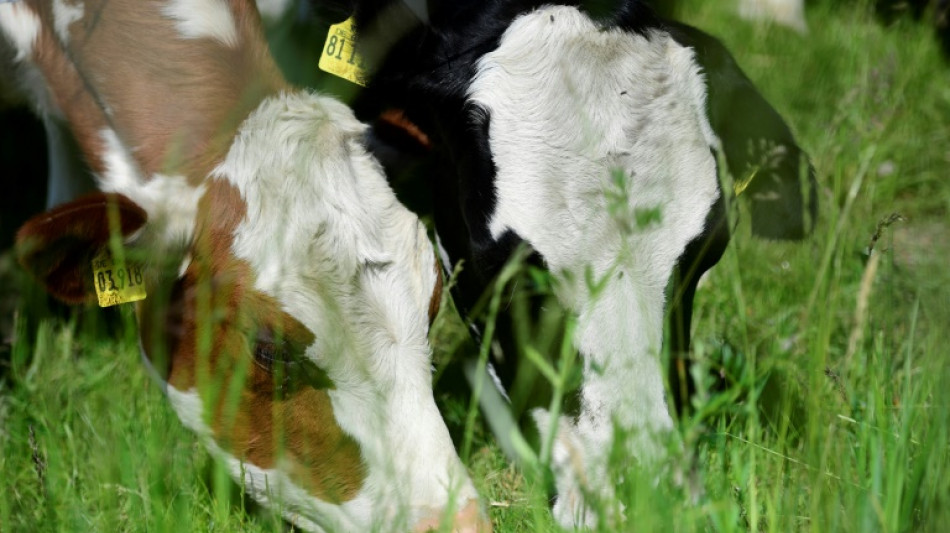 Studie: Zwölf Prozent der Treibhausgase stammen aus Fleisch- und Milchproduktion
