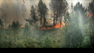 Nouvel épisode caniculaire en France, 2.700 hectares de forêts dévorés en Gironde