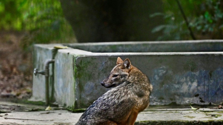 Bangladesh: avec la d&eacute;forestation, les chacals attaquent