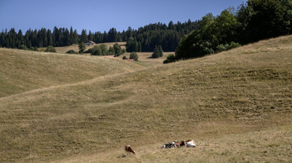  La Suisse surveille une hausse des cas de maladie d'origine inconnue chez les vaches laiti&egrave;res 