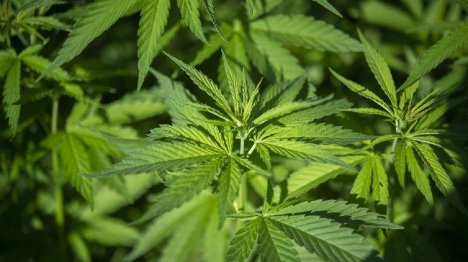 Illegale Cannabisplantage in fr&uuml;herem Steinbruch in Nordrhein-Westfalen entdeckt