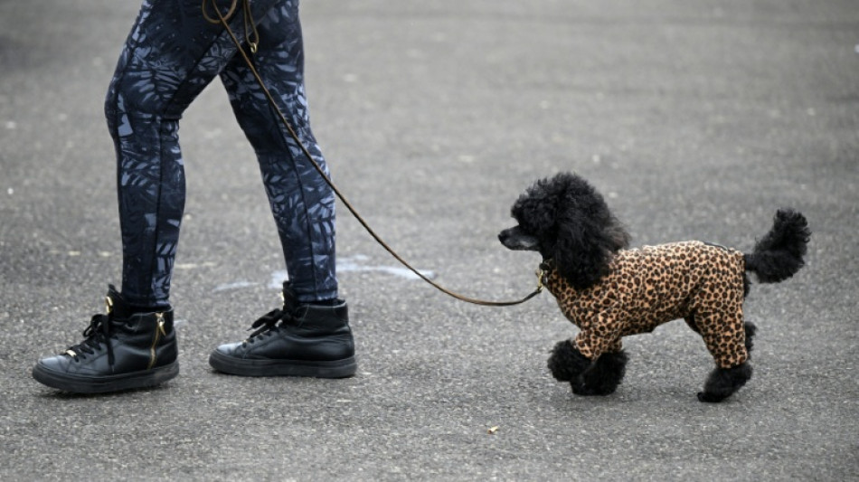Tiersch&uuml;tzer raten zu Hundem&auml;nteln: Oftmals mehr als "modisches Accessoire"
