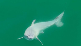 Expertos aseguran haber avistado un bebé tiburón blanco después de nacer