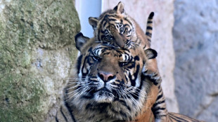 Kala, tigresa de Sumatra nacida en cautiverio, presentada al público en Roma