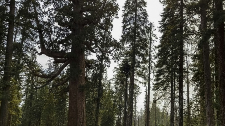 US firefighters race to protect giant sequoias in Yosemite