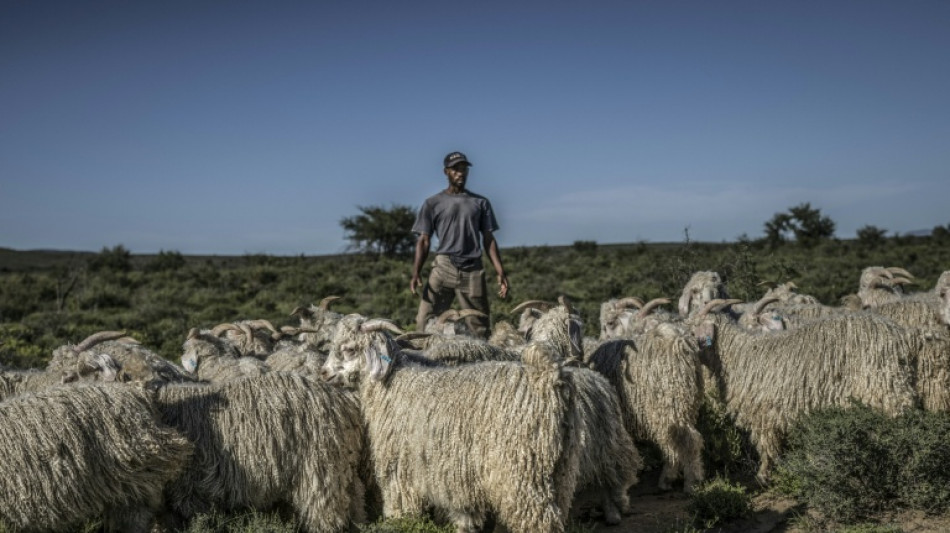  En Afrique du Sud, le mohair prosp&egrave;re dans le d&eacute;sert 