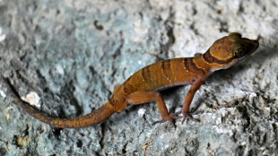 Del amenazado karst camboyano emergen nuevas especies animales