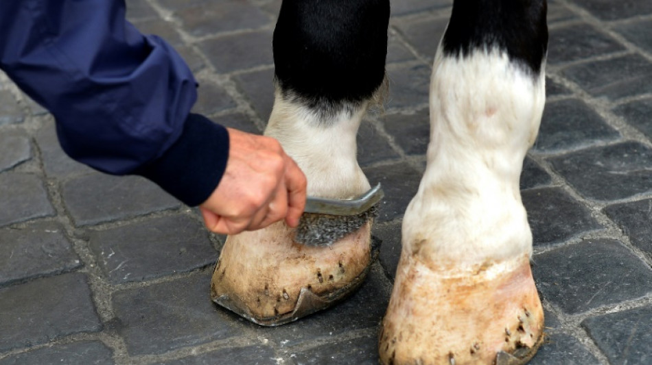 Hessischer Reitverein muss keine Behandlungskosten bei regelmäßiger Vorsorge zahlen