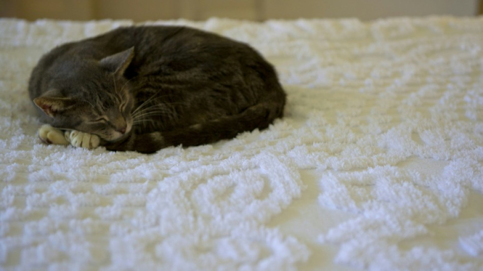  Umfrage: Ein Drittel der Haustiere in Deutschland darf im Bett schlafen 