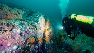 Patagônia subaquática chilena, o outro pulmão verde do planeta
