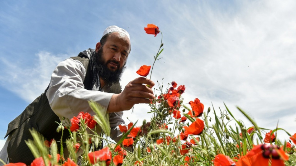  Afghans celebrate spring in bright red poppy fields 