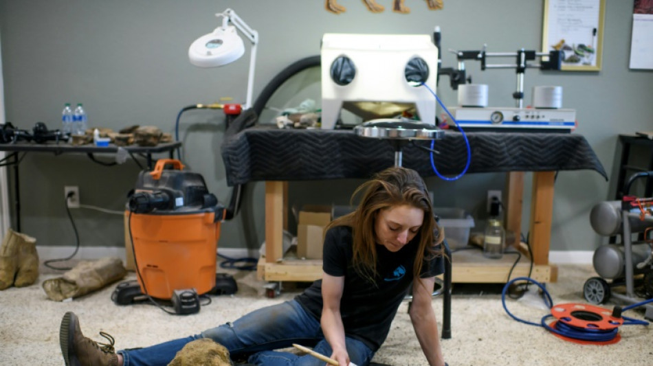 El arte de restaurar f&oacute;siles, "rompecabezas" de millones de a&ntilde;os en EEUU