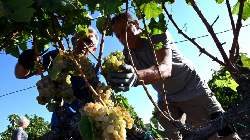 Weltweiter Trend zu Wei&szlig;wein: Deutsche Winzer steigern Exportmenge 