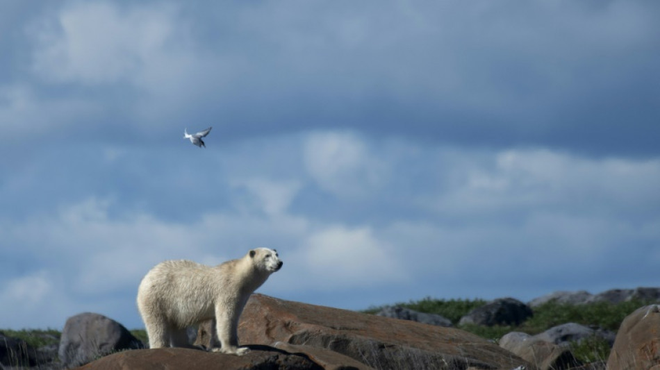 En un ataque poco frecuente, oso polar mata a dos personas en Alaska
