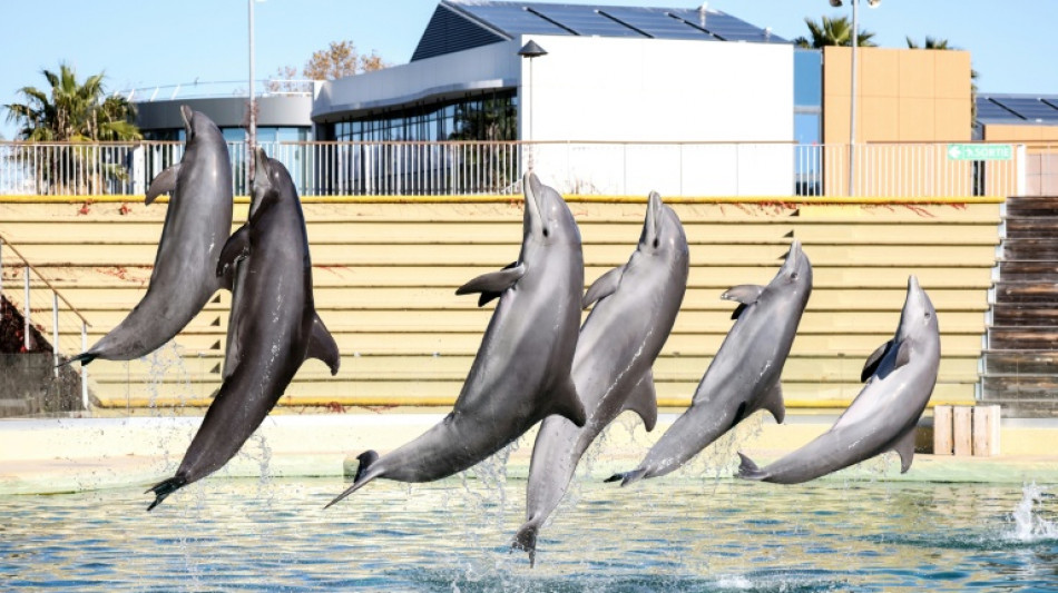  Italy to open Europe's first marine sanctuary for dolphins 