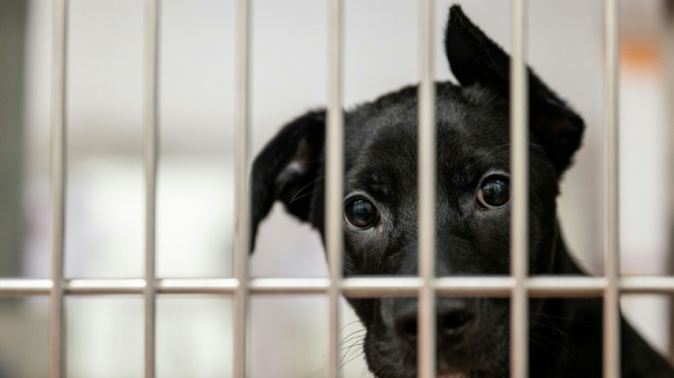  Gericht: Mangelhaft gehaltene Hunde d&uuml;rfen von Amts wegen verkauft werden 