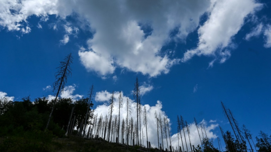 Vier von fünf Bäumen weiterhin krank: Deutscher Wald wird zum "Dauerpatienten"