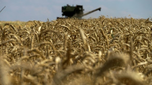 Ukrainische Regierung befürchtet Rückgang der Weizenernte um ein Drittel