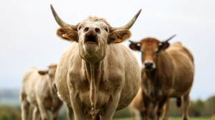Entlaufenes Rind spaziert in Bayern in Kaserne