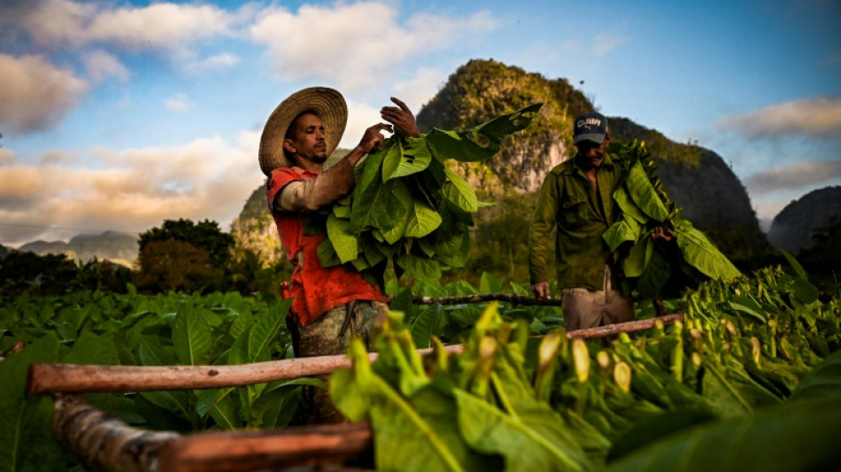 Cuba: la r&eacute;colte de tabac en baisse pour la confection des c&eacute;l&egrave;bres havanes