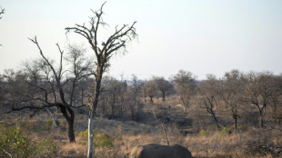 Afrique du Sud: baisse "préoccupante" du nombre de rhinocéros au parc Kruger