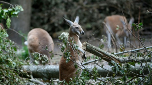 Ausgebüxtes Känguru in hessischem Werra-Meißner-Kreis weiter auf der Flucht
