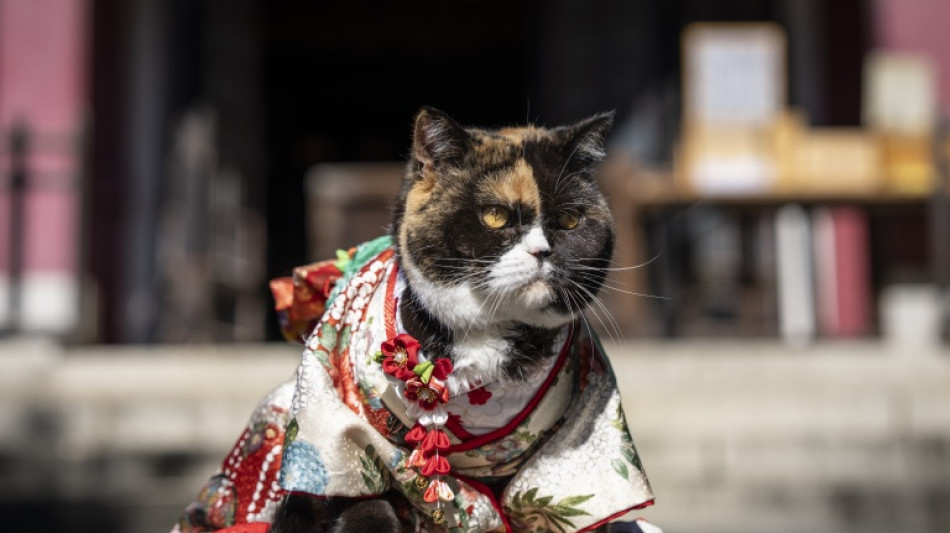  Japon: des animaux de compagnie b&eacute;nis en kimonos 