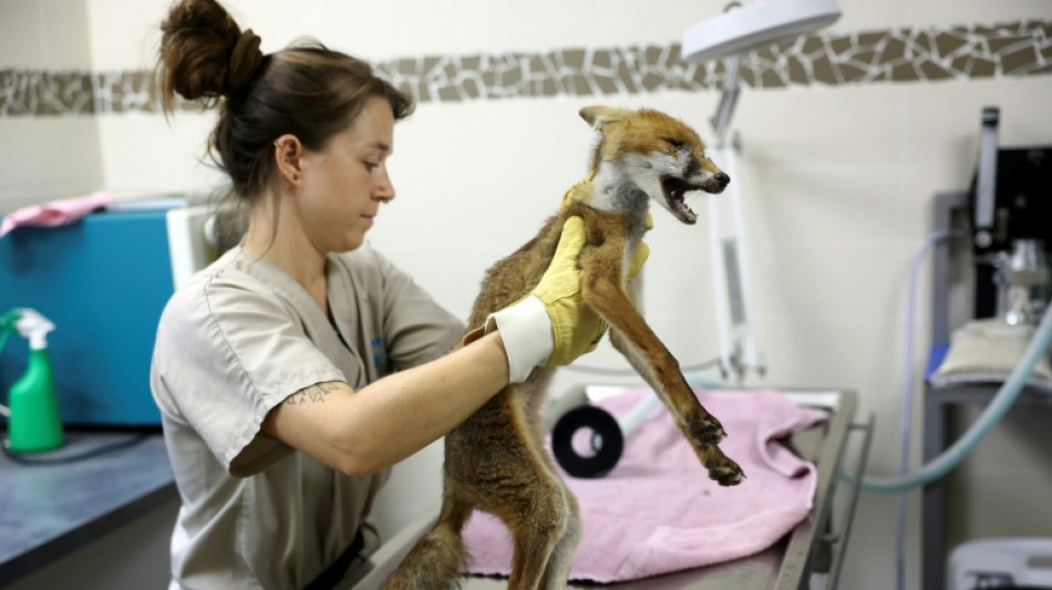  En Gironde, des v&eacute;t&eacute;rinaires au chevet de la faune sauvage apr&egrave;s le m&eacute;gafeu 