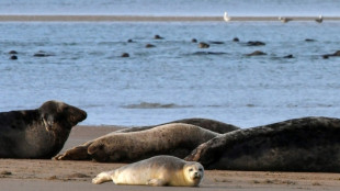 Seehundbestand im niedersächsischen Wattenmeer weiter stabil