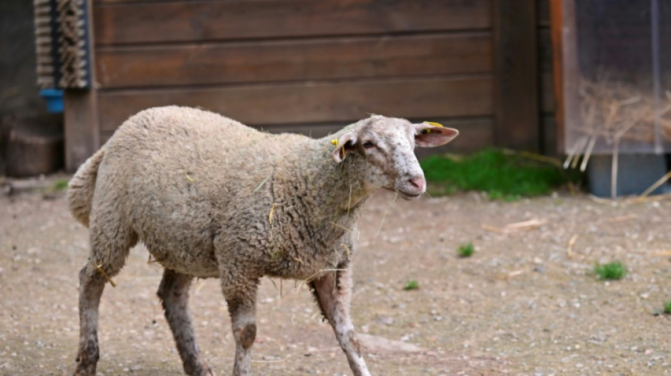 Freilaufendes Schaf legt Verkehr auf Autobahn in Rheinland-Pfalz lahm