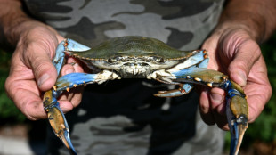 Les palourdes italiennes en p&eacute;ril face &agrave; l'invasion de crabes bleus
