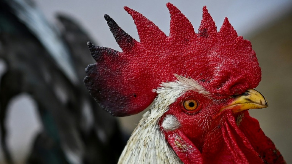 Brauchtum Hahneköppen bleibt in Solingen unter Auflagen erlaubt