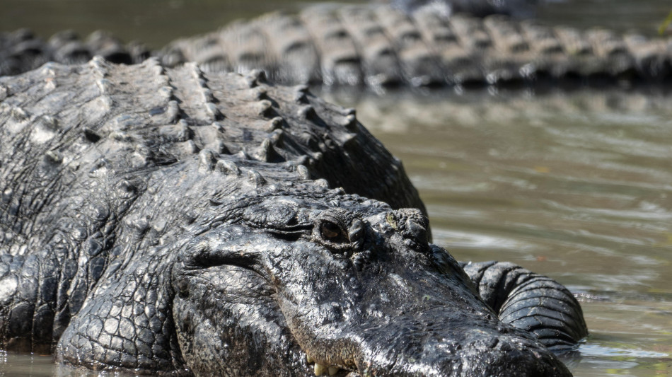  I coccodrilli sono sopravvissuti ai dinosauri inseguendo i climi caldi 