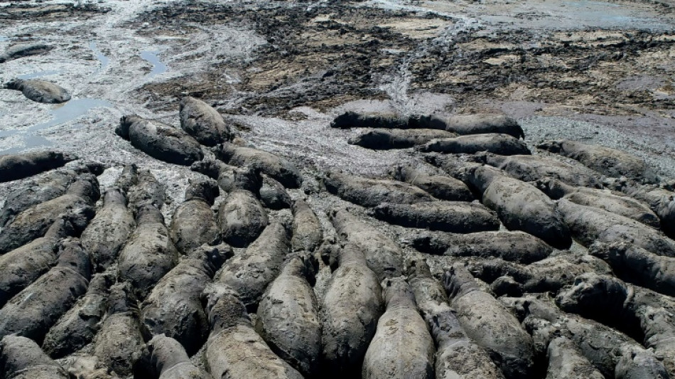 Herds of endangered hippos trapped in mud in drought-hit Botswana