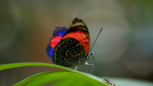 Les papillons d'Equateur : joyaux ailés et thermomètres du changement climatique