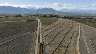 En Sudáfrica reorganizan viñedos para salvarlos del cambio climático