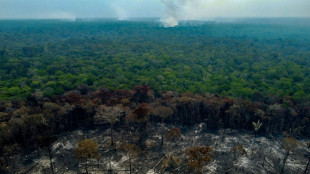Abholzung im brasilianischen Amazonas-Regenwald weiter verlangsamt