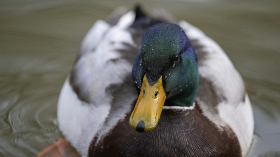 Erboste Ente kopfüber in Schornstein: Schwieriger Einsatz für Helfer in Kiel