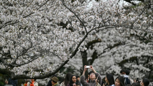 Sous une pluie de p&eacute;tales, touristes et locaux admirent la beaut&eacute; des cerisiers en fleurs &agrave; Tokyo