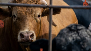 Detectan gripe aviar "altamente patógena" en vacas lecheras de EEUU