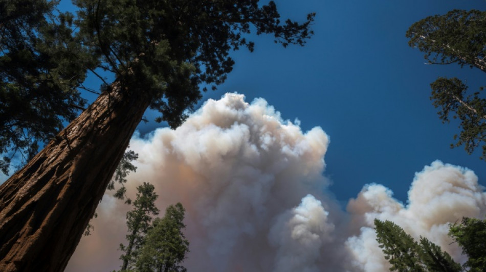 Incendio forestal se aleja de colosales secuoyas en Yosemite