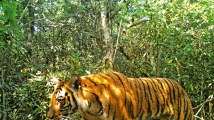 Wild tiger numbers higher than previously thought
