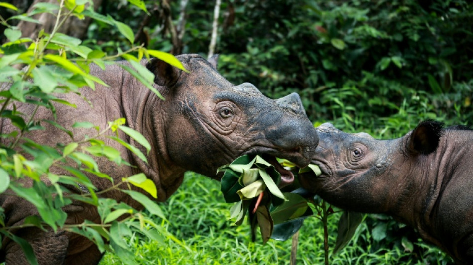  Deux rhinoc&eacute;ros de Sumatra, esp&egrave;ce menac&eacute;e, attendent des petits 