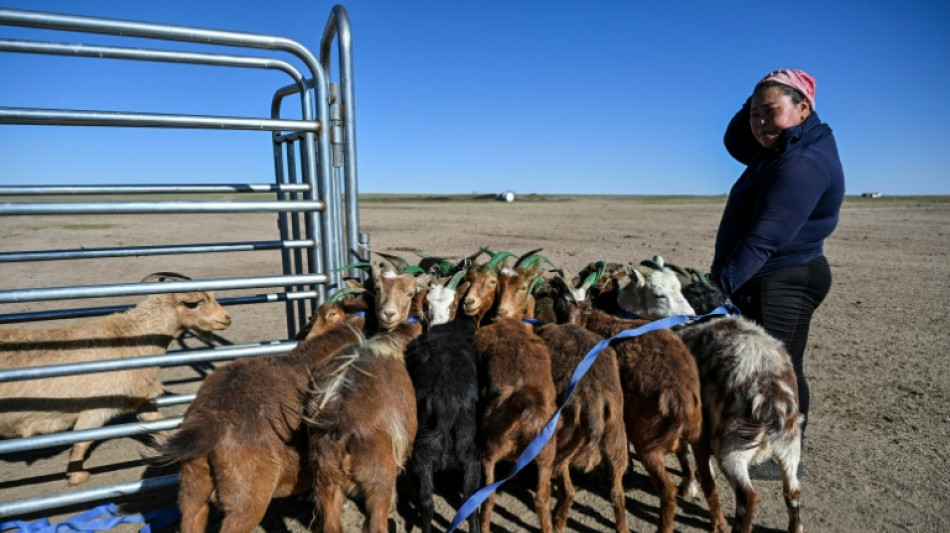  Mongolian herders enlist new tech against harsher, drier climate 