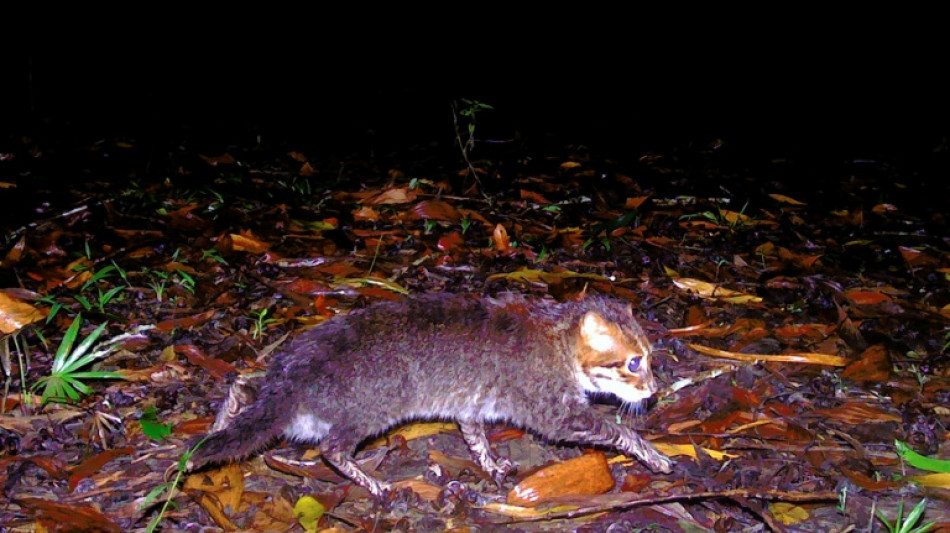  Forscher entdecken in Thailand ausgestorben geglaubte Wildkatze wieder 
