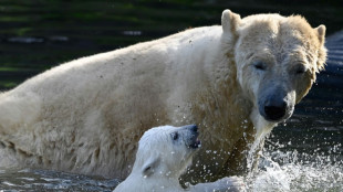 Namen für Eisbärennachwuchs im Zoo Rostock stehen fest