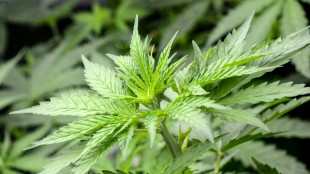 Kritik an geplanter Cannabis-Freigabe wegen möglicher Folgen für Jugendliche
