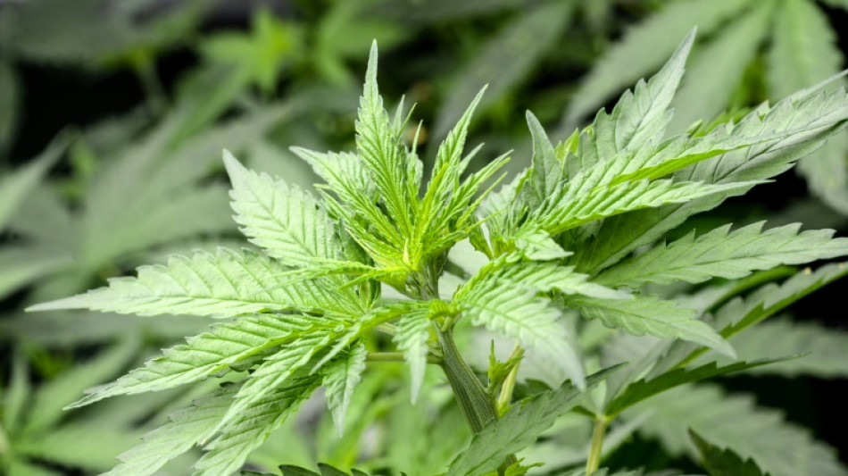 Lauterbach: Gesetzentwurf zur Cannabis-Legalisierung könnte Ende März vorliegen